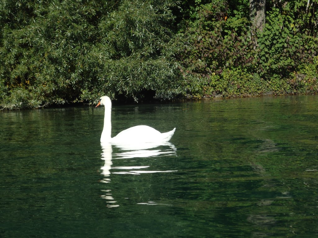 (130'148) - Ein Schwan am 3. Oktober 2010 in Thun, Lachenkanal