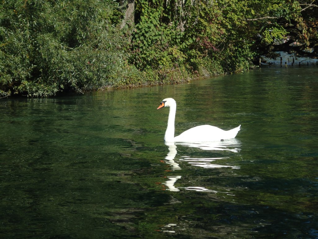 (130'149) - Ein Schwan am 3. Oktober 2010 in Thun, Lachenkanal