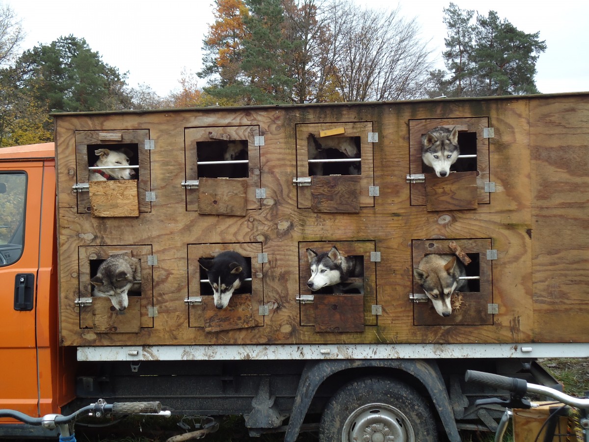 (142'199) - Ein Lieferwagen voll mit Huskys am 11. November 2012 in Thun, Allmend