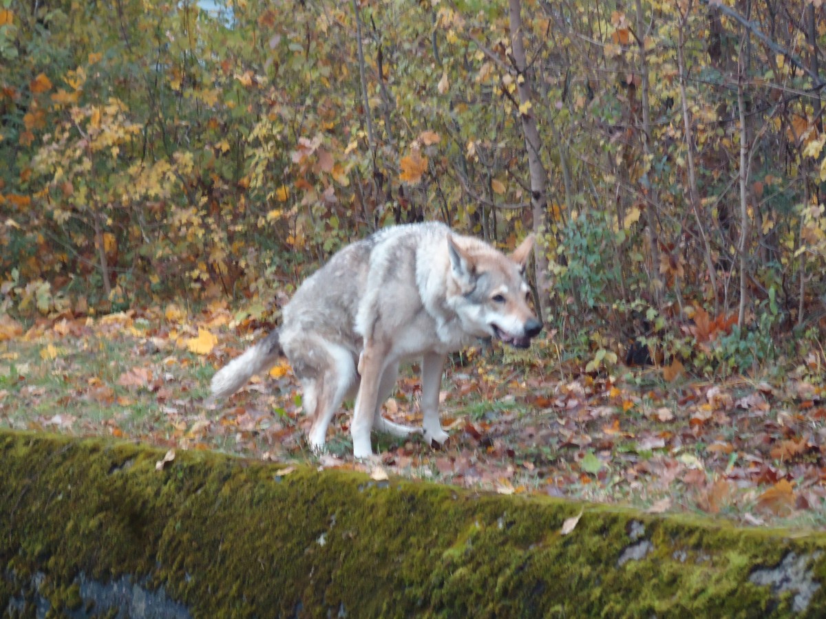 (142'204) - Ein alter Wolf auf der Thuner Allmend am 11. November 2012