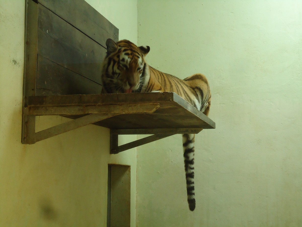 (145'789) - Tigerftterung im ZOO von Servion am 16. Juli 2013