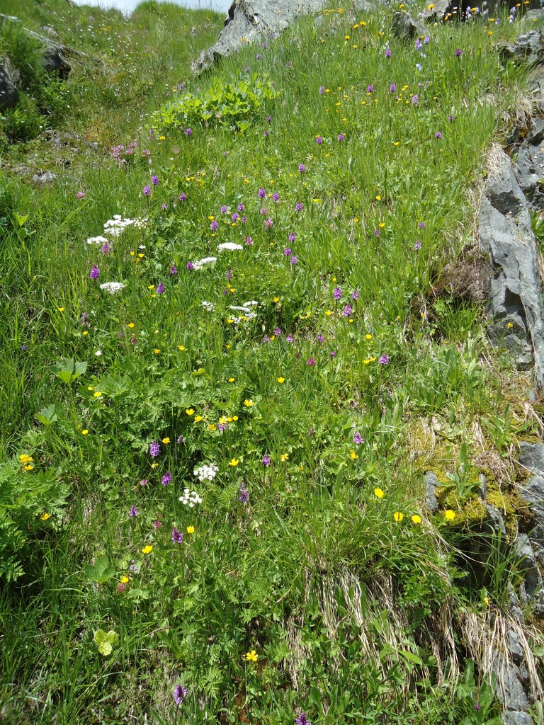 (145'956) - Alpenflora am Gotthardpass am 20. Juli 2013