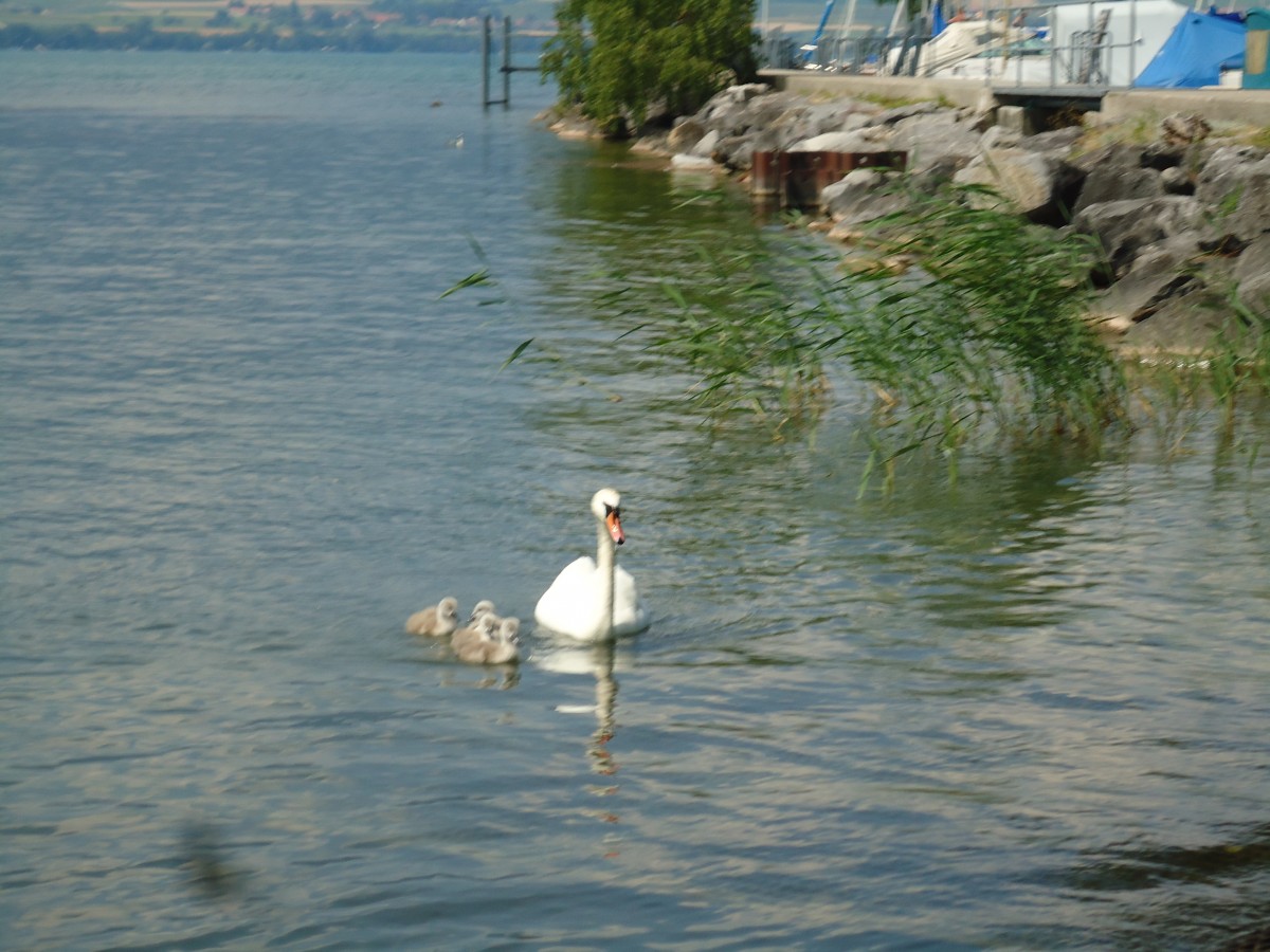 (146'044) - Schwan mit Jungen auf dem Neuenburgersee bei Yvonand am 22. Juli 2013