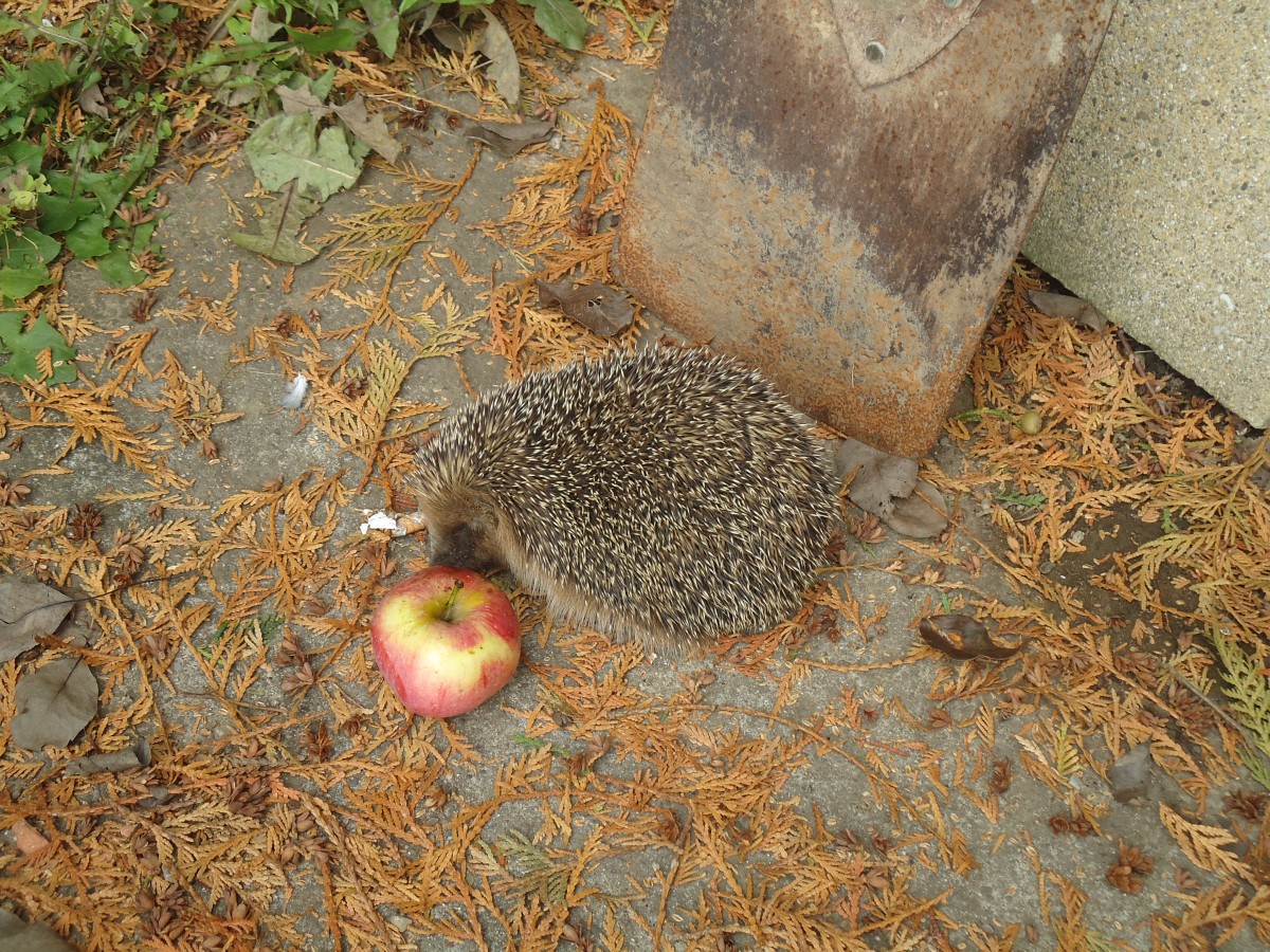 (147'522) - Zutraulicher Igel mit Apfel am 14. Oktober 2013 in Allmendingen