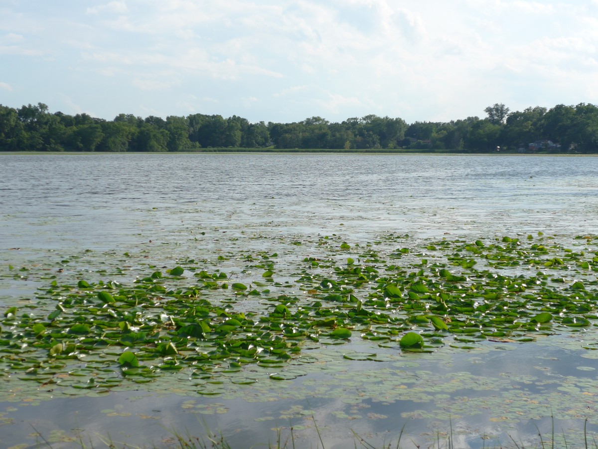(152'686) - Seerosen im Lily Lake am 13. Juli 2014