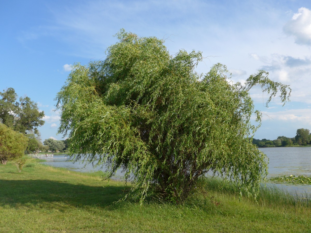 (152'702) - Baum beim Lily Lake am 13. Juli 2014