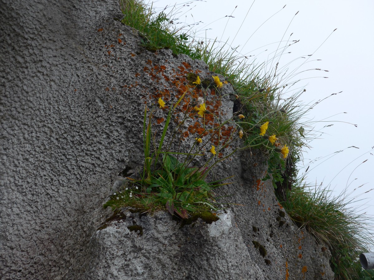 (154'393) - Blumen auf dem Rochers-de-Naye am 23. August 2014