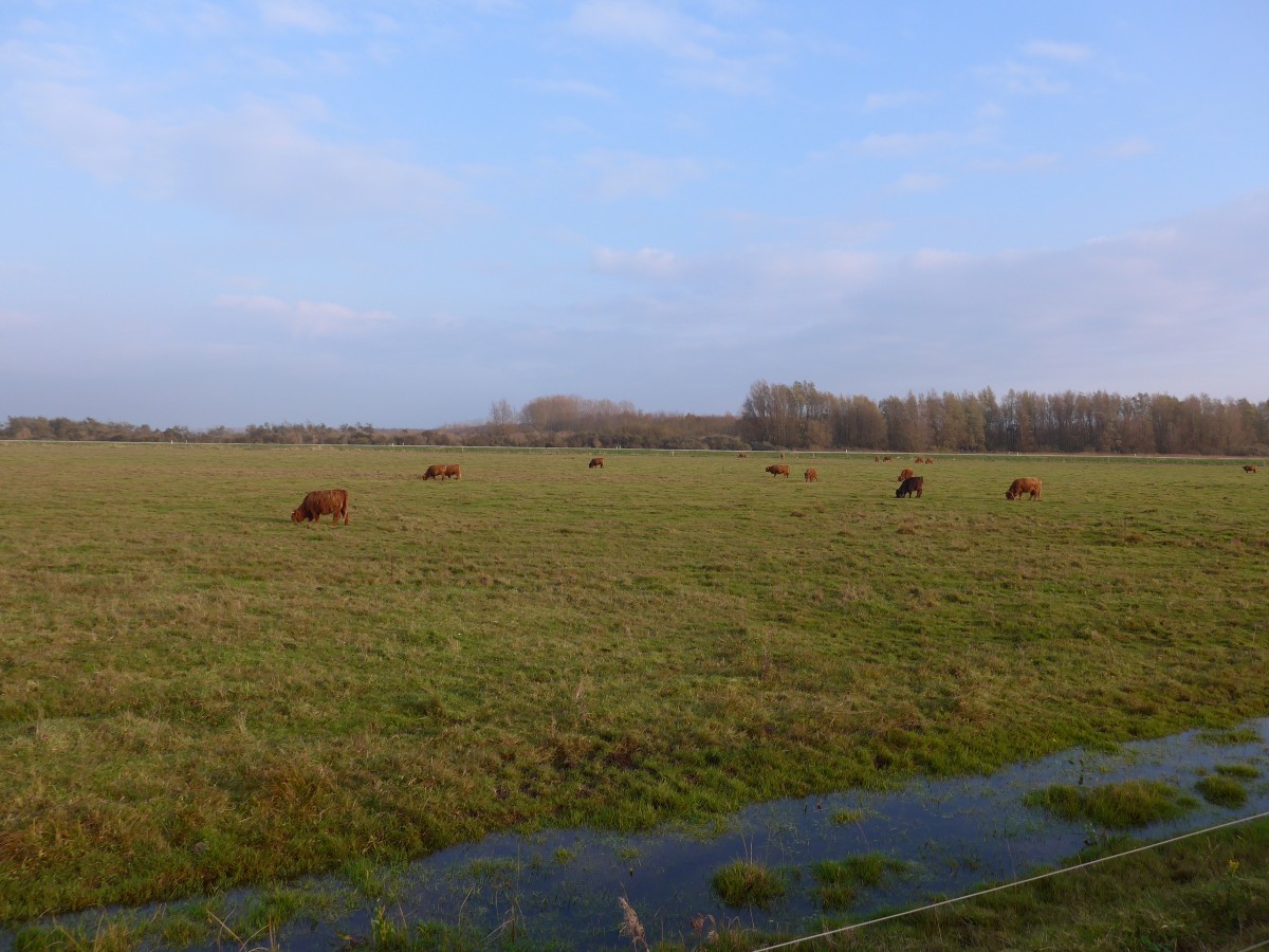 (156'853) - Schottische Hochlandrinder am 19. November 2014 im Nationalpark von Lauwersmeer