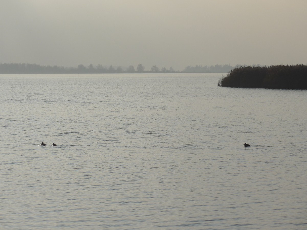 (156'860) - Blick auf das Wattenmeer am 19. November 2014 vom Nationalpark von Lauwersmeer aus