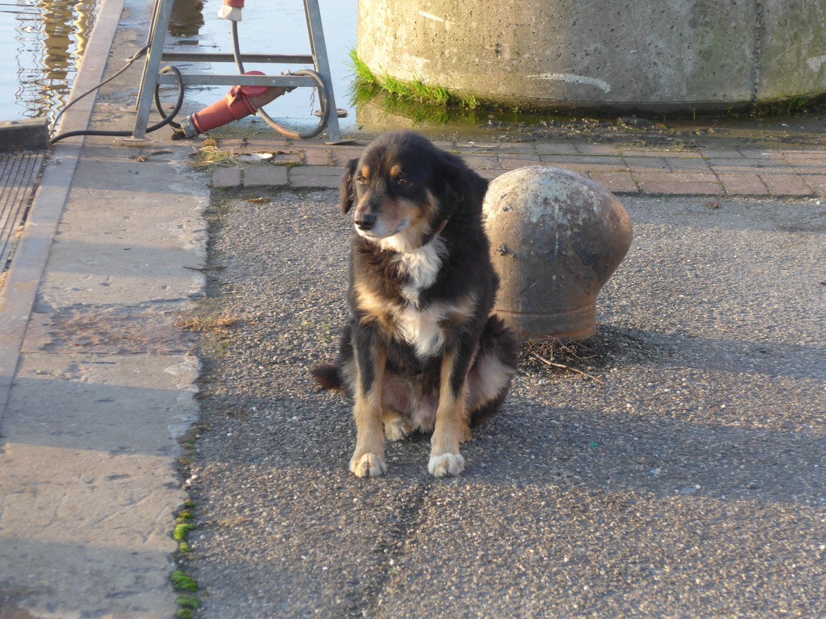(156'885) - Gwundriger Hund im Hafen von Zoutkamp am 19. November 2014