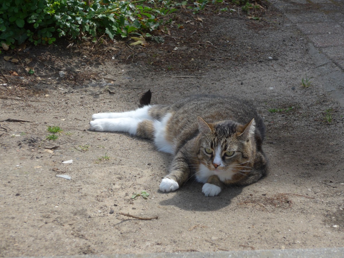 (162'641) - Katze am 26. Juni 2015 in Herkenbosch
