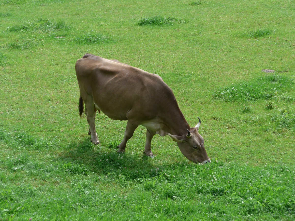 (163'220) - Eine Kuh in Urnsch am 2. August 2015