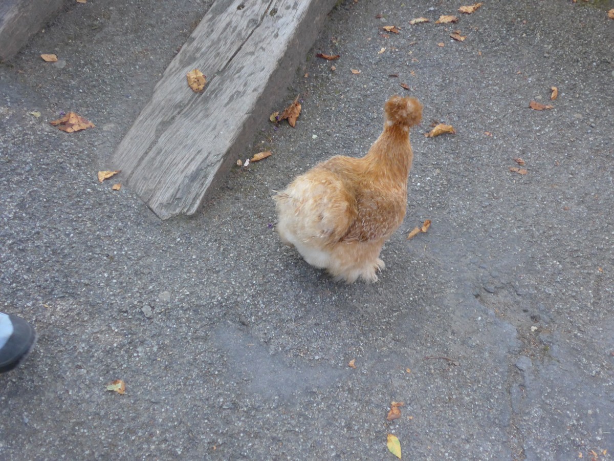 (164'308) - Ein spezielles Huhn am 31. August 2015 im Tierpark Goldau