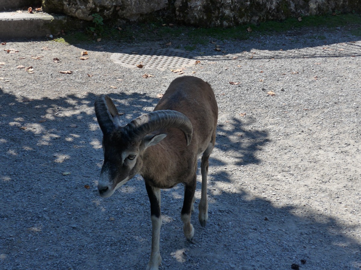 (164'316) - Ein Mufflon am 31. August 2015 im Tierpark Goldau