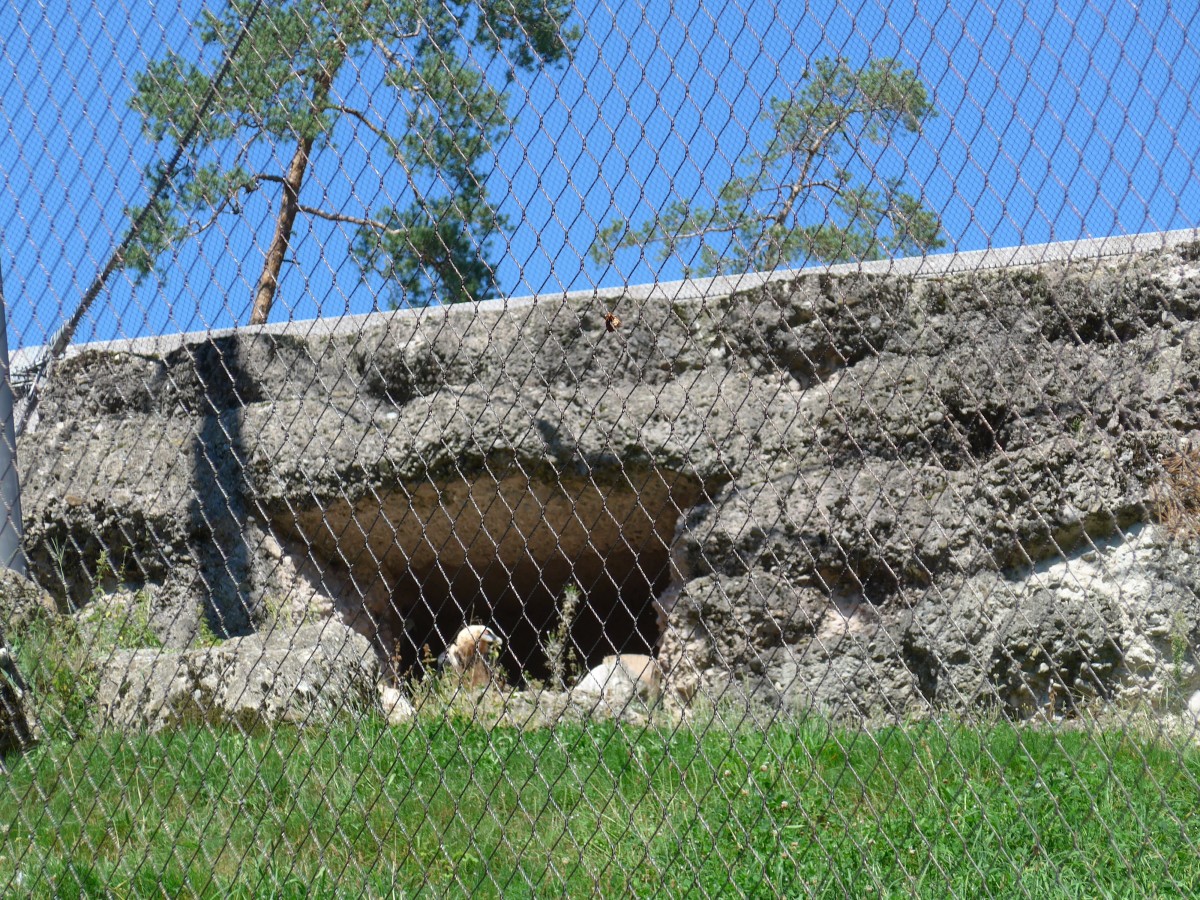 (164'330) - Der Bartgeier zeigt sich am 31. August 2015 im Tierpark Goldau