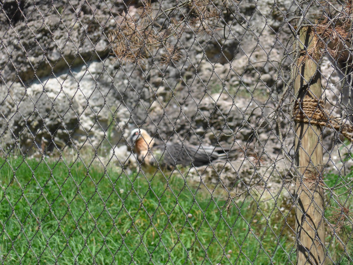 (164'331) - Ein Bartgeier am 31. August 2015 im Tierpark Goldau