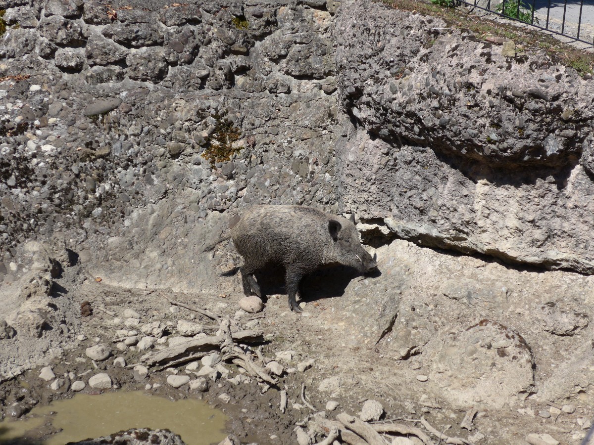 (164'336) - Wildschwein am 31. August 2015 im Tierpark Goldau