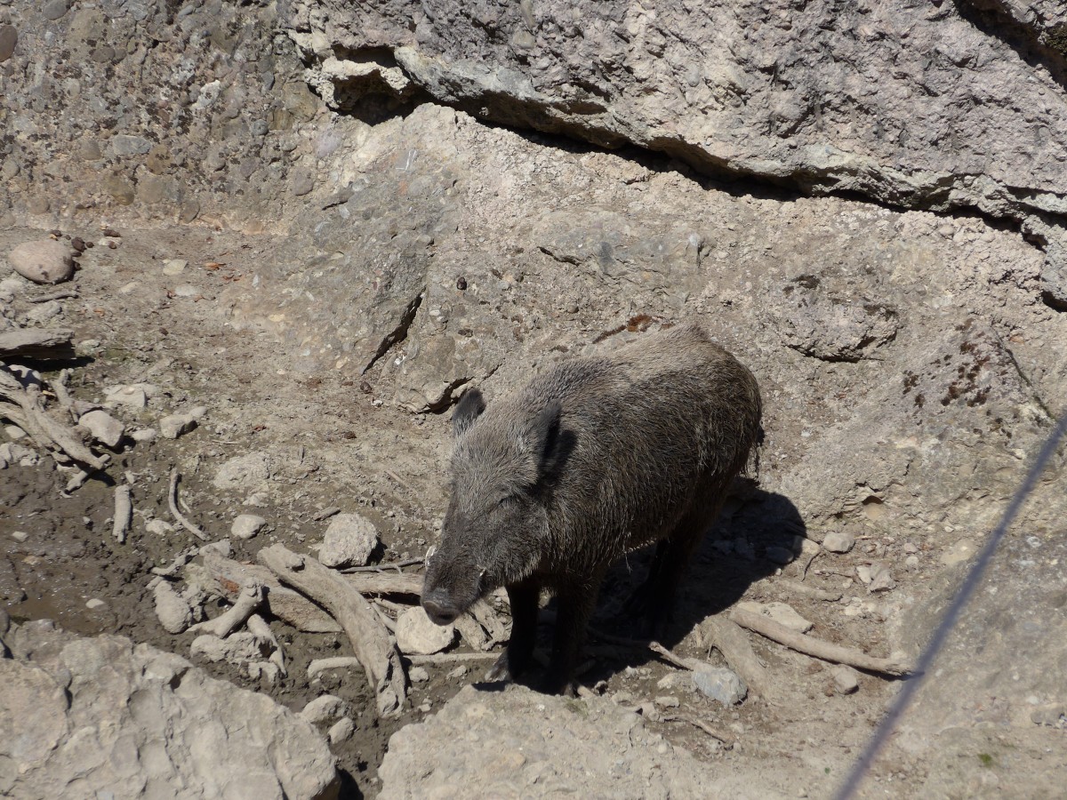 (164'338) - Wildschwein am 31. August 2015 im Tierpark Goldau