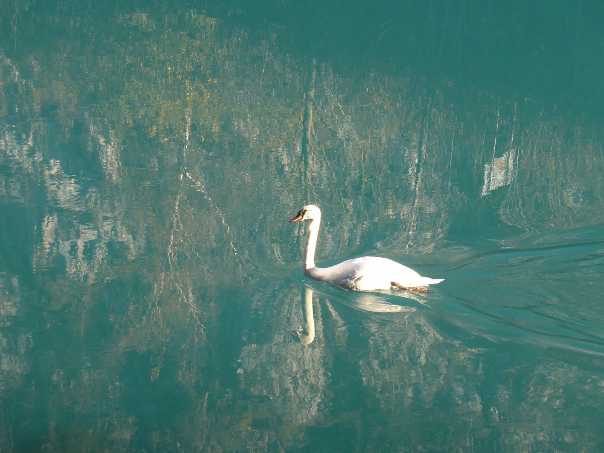 (166'593) - Ein Schwan am 8. November 2015 bei Unterseen