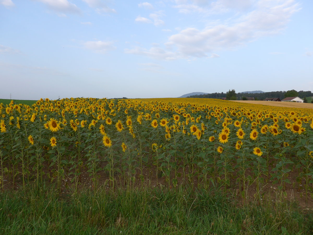 (173'220) - Sonnenblumenfeld am 21. Juli 2016 bei Valeyres-sous-Rances
