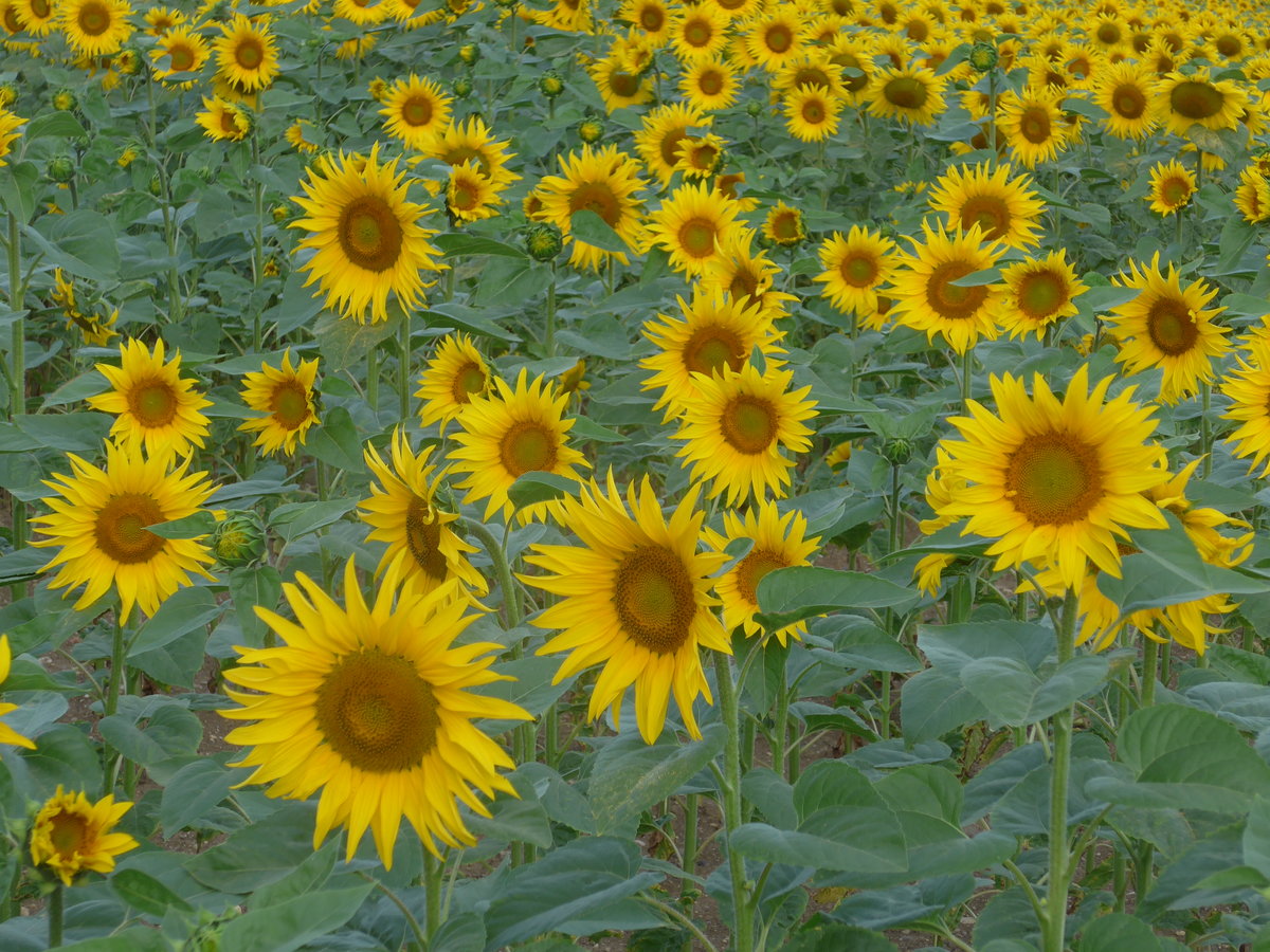(173'221) - Sonnenblumen am 21. Juli 2016 bei Valeyres-sous-Rances