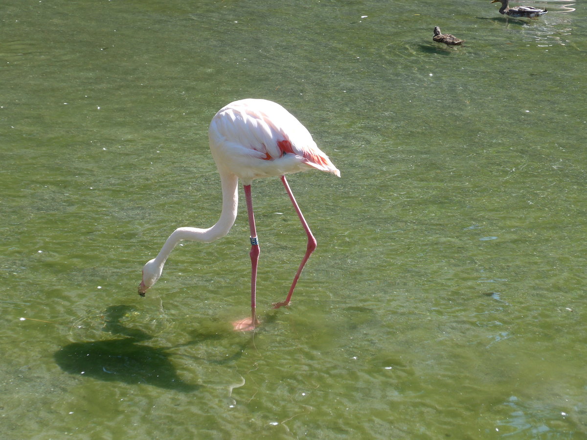 (174'411) - Flamingo am 28. August 2016 in Bern, Tierpark Dhlhlzli
