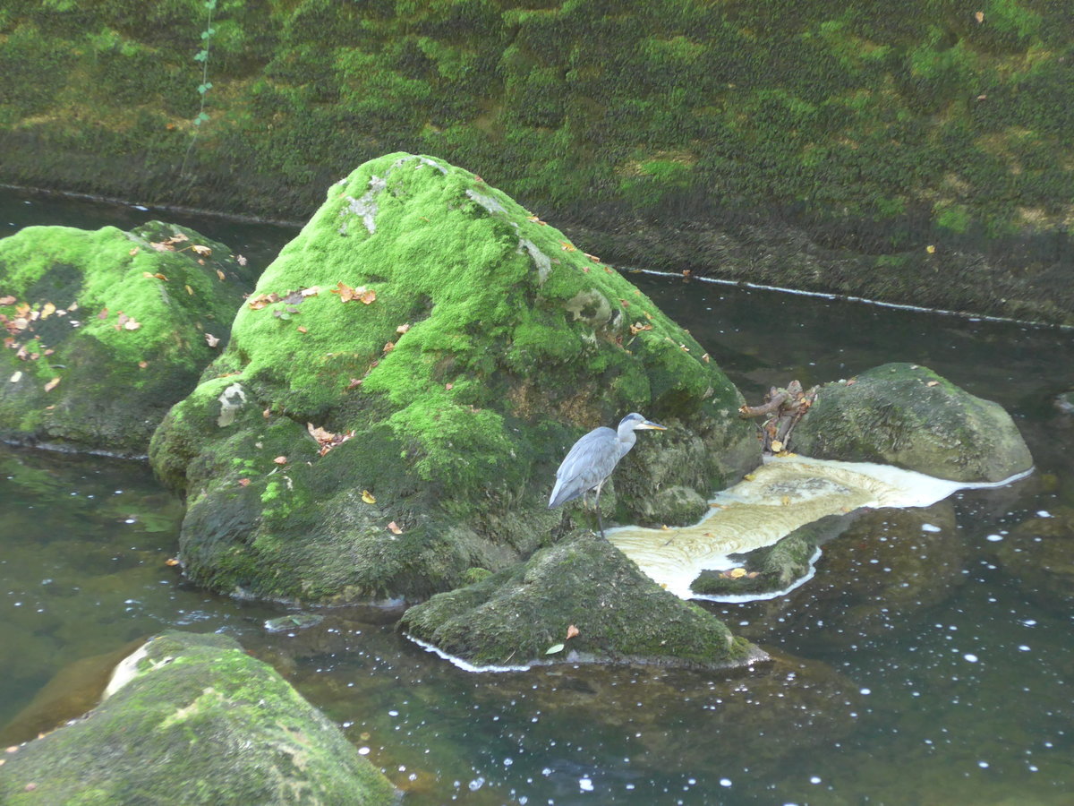 (175'187) - Fischreiher in der Areuse-Schlucht am 25. September 2016 bei Noiraigue