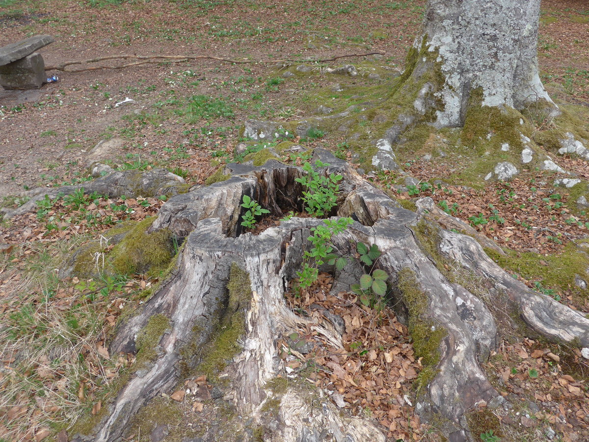 (179'285) - Baumstrunk am 1. April 2017 beim Weier bei Vendlincourt