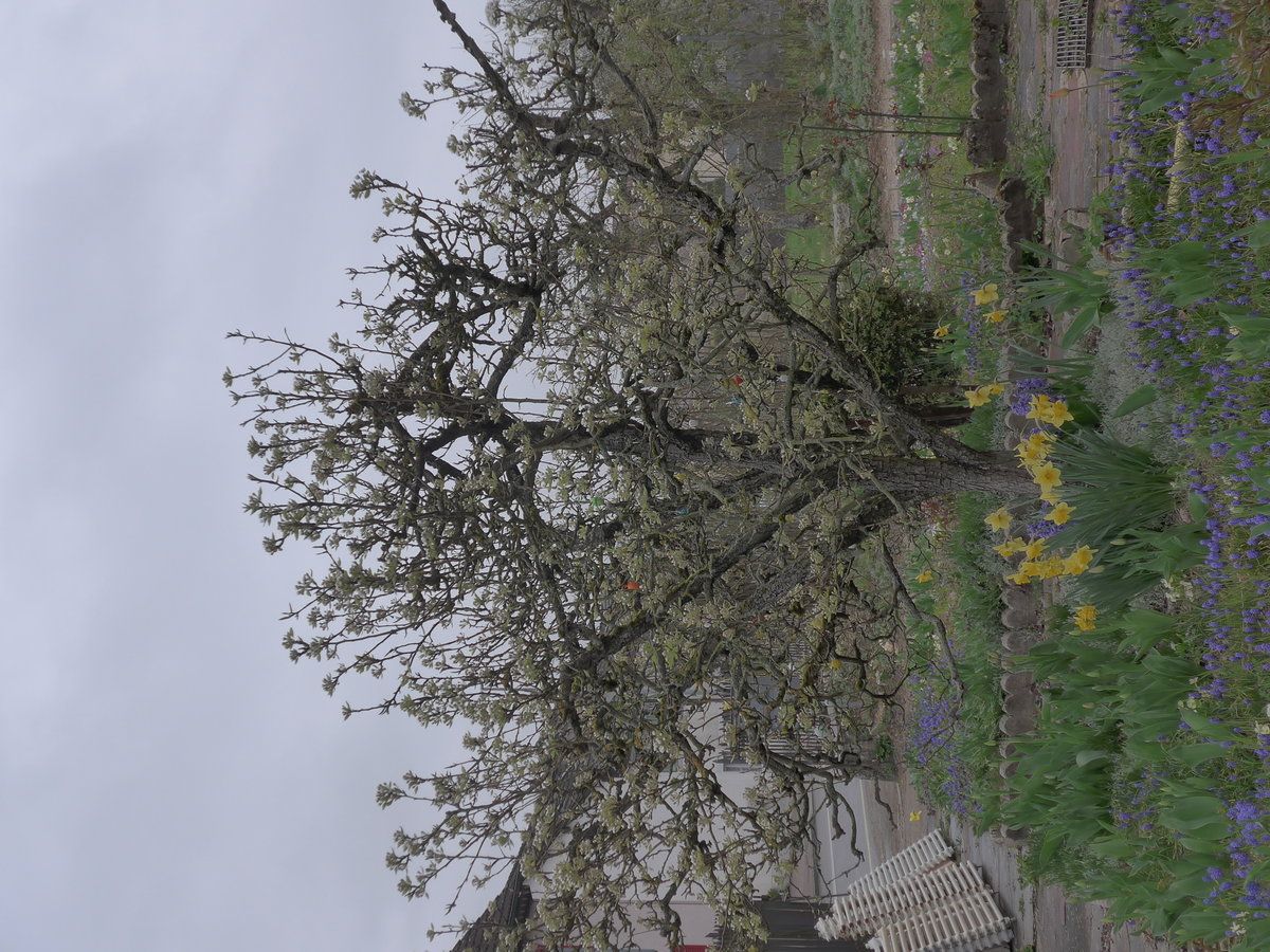 (179'295) - Blhender Baum mit Osterglocken am 2. April 2017 in Vendlincourt