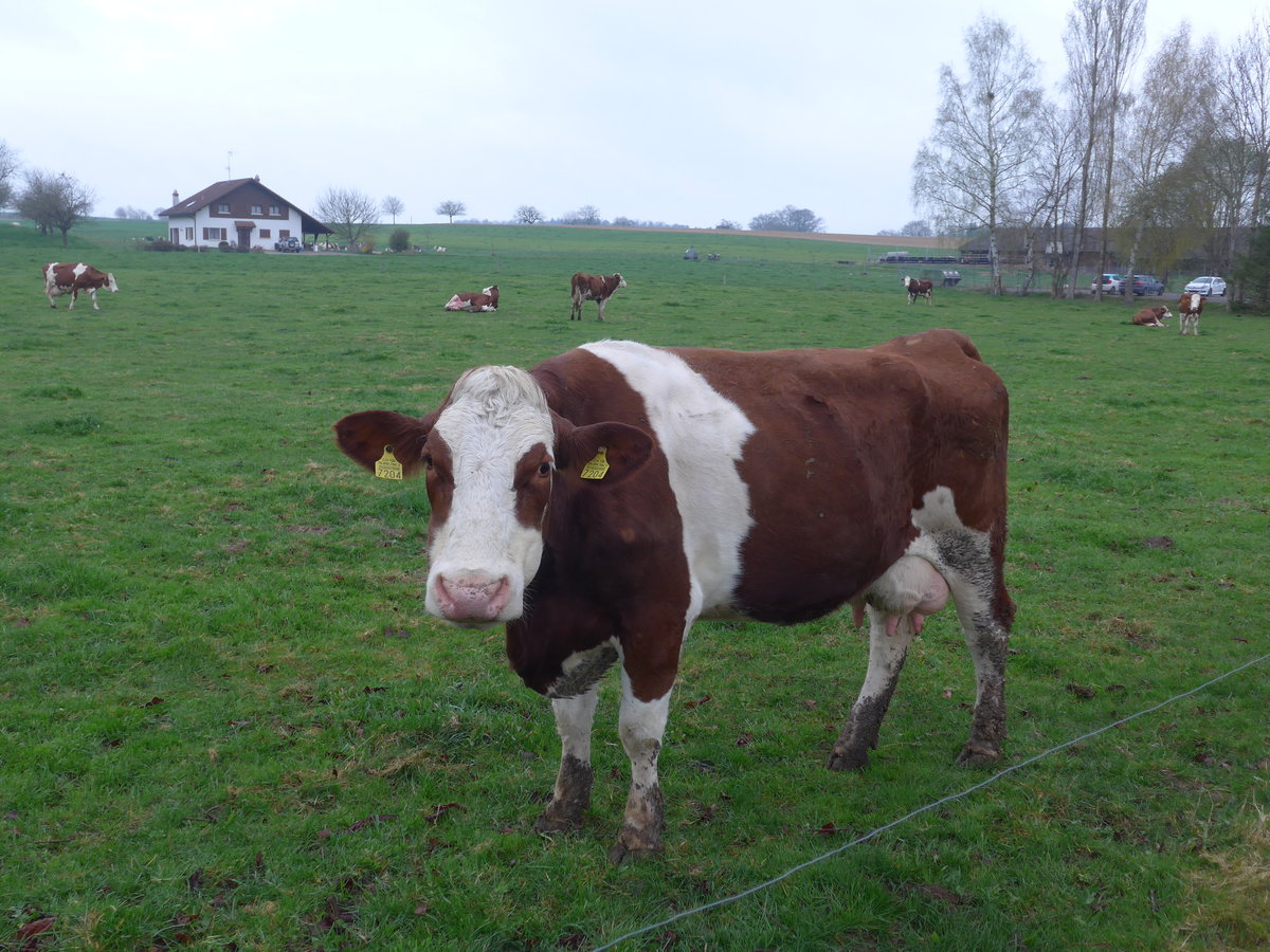 (179'312) - Eine Kuh am 2. April 2017 in Vendlincourt