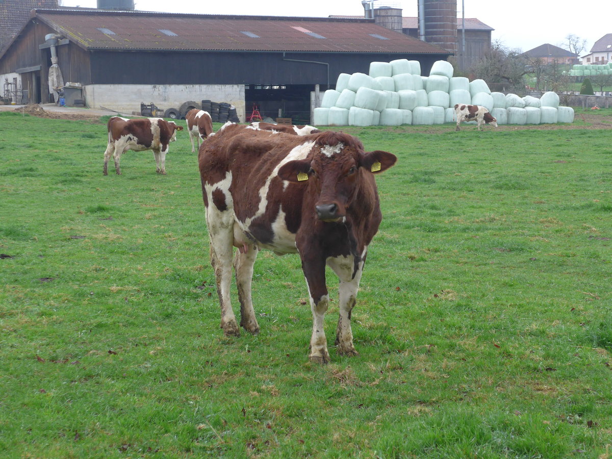 (179'313) - Eine Kuh am 2. April 2017 in Vendlincourt