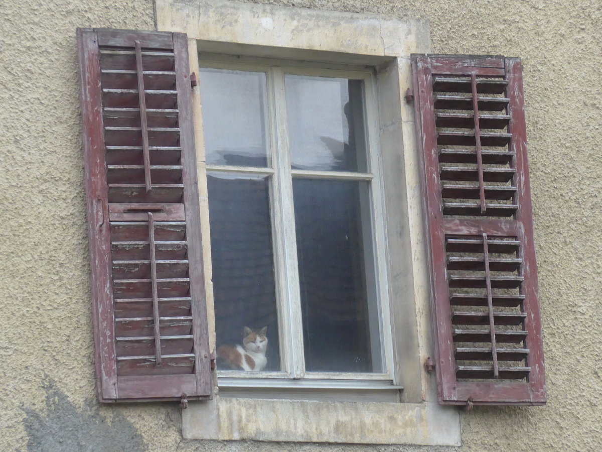 (179'321) - Eine Katze hinter dem Fenster am 2. April 2017 in Vendlincourt