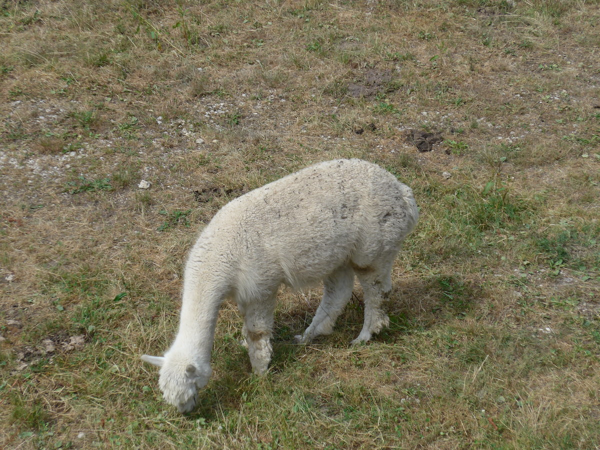 (181'588) - Lama im Jurapark am 25. Juni 2017 in Vallorbe