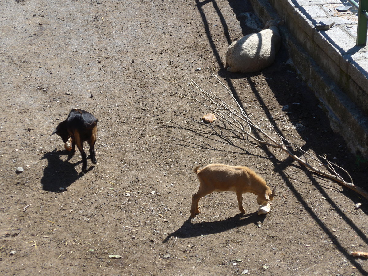 (185'522) - Ziegen und Schaf am 28. September 2017 in Os de Civis