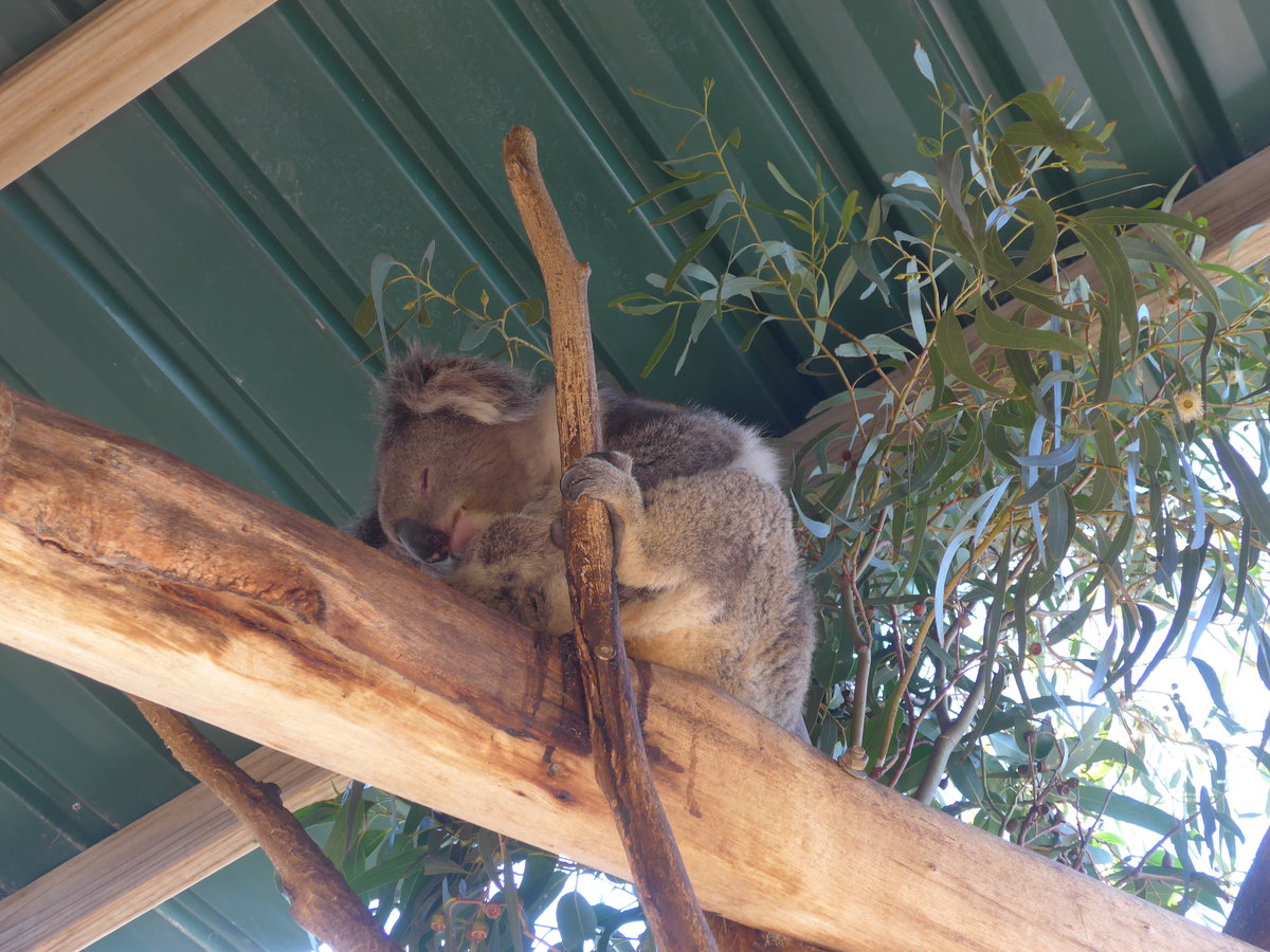 (190'223) - Koalabr am 18. April 2018 im Animal Park von Grantville