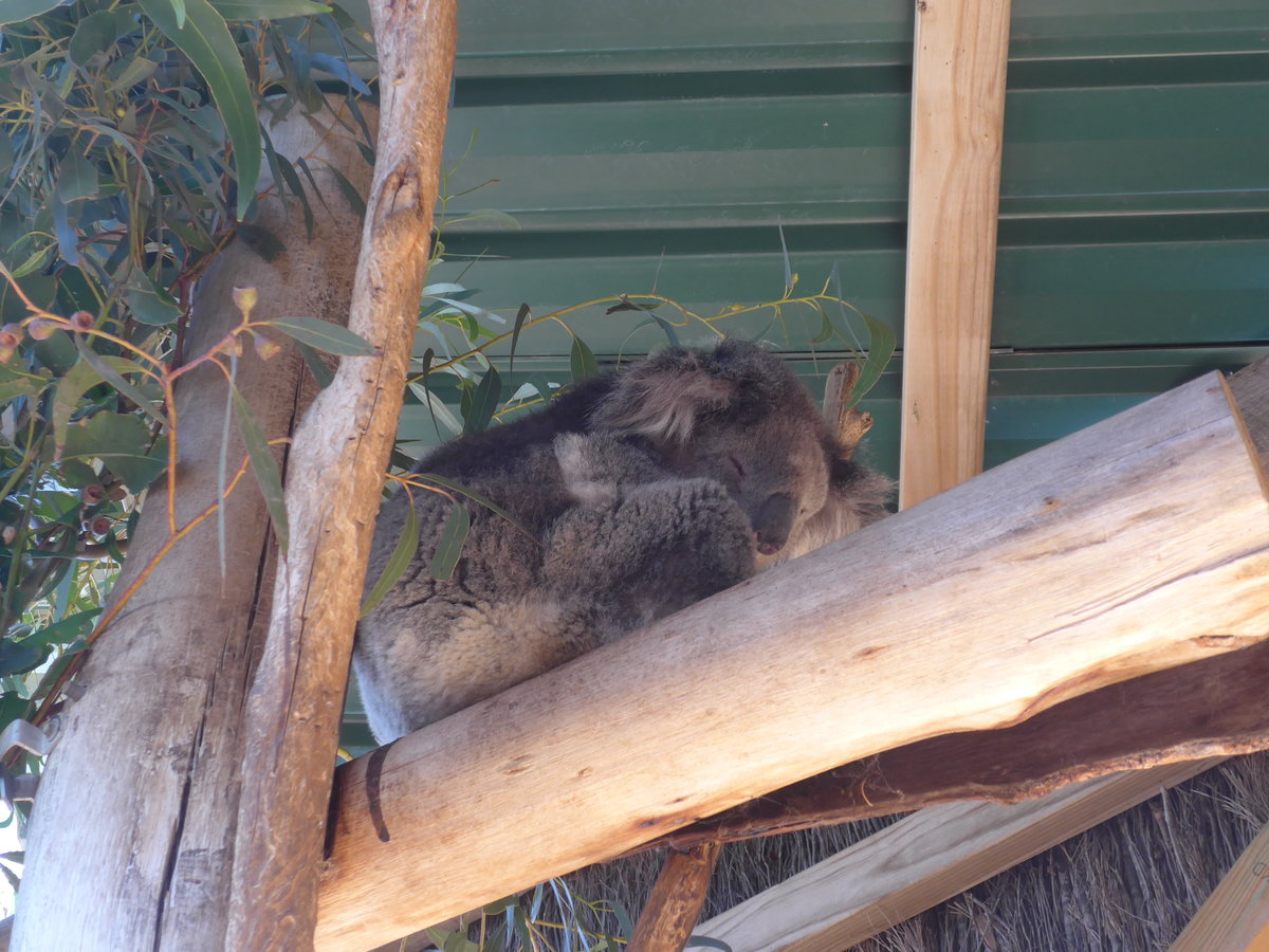 (190'225) - Koalabr am 18. April 2018 im Animal Park von Grantville