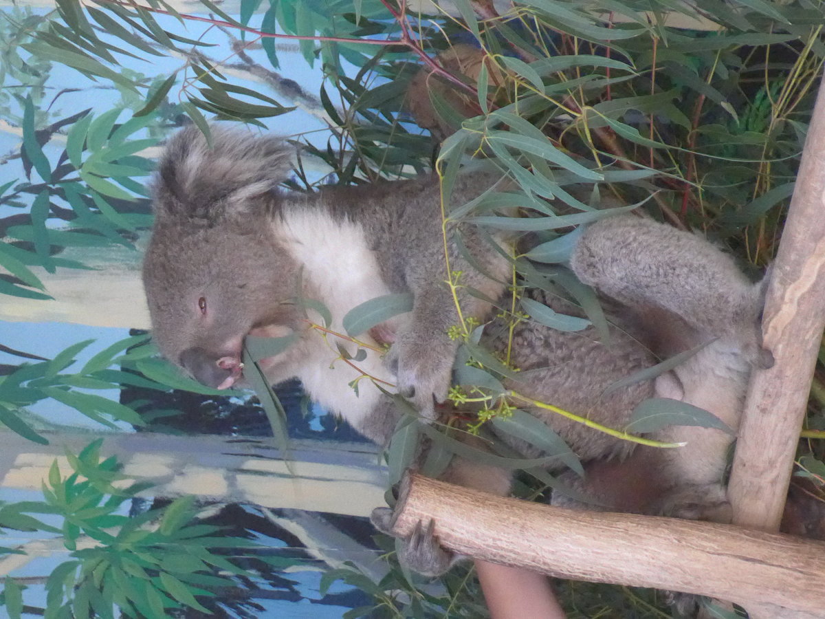 (190'231) - Koalabr am 18. April 2018 im Animal Park von Grantville