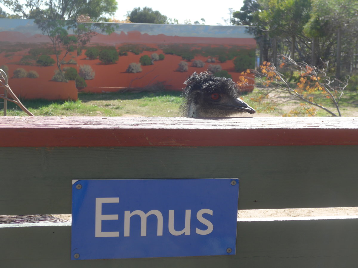 (190'238) -  Gwundriges  Emu am 18. April 2018 im Animal Park von Grantville 