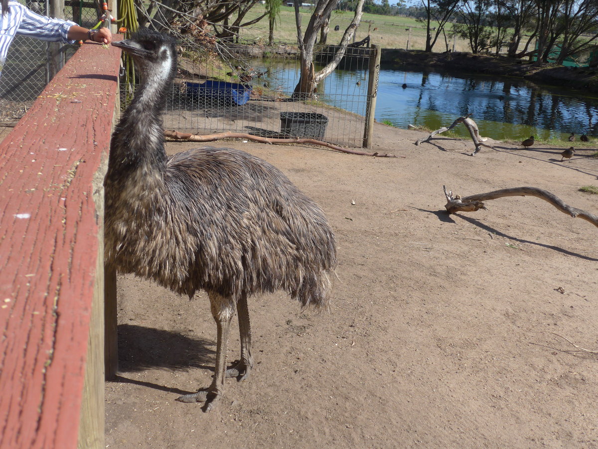 (190'241) - Emu am 18. April 2018 im Animal Park von Grantville