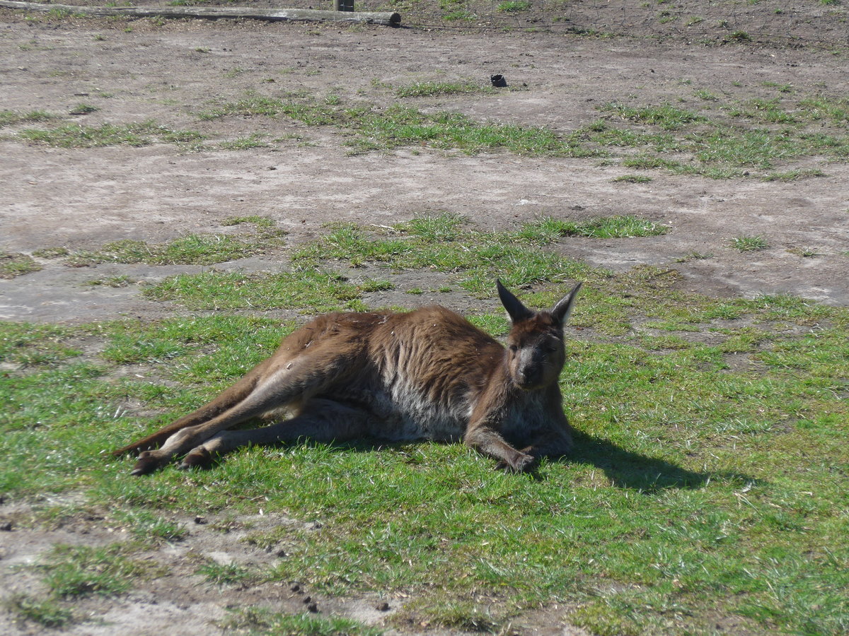 (190'242) - Knguru am 18. April 2018 im Animal Park von Grantville