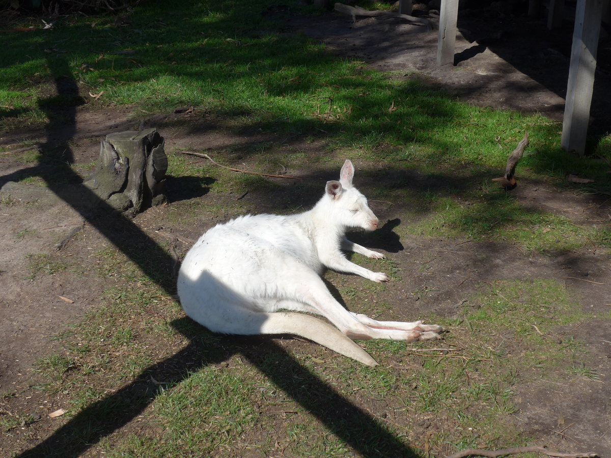 (190'252) - Weisses Knguru am 18. April 2018 im Animal Park von Grantville