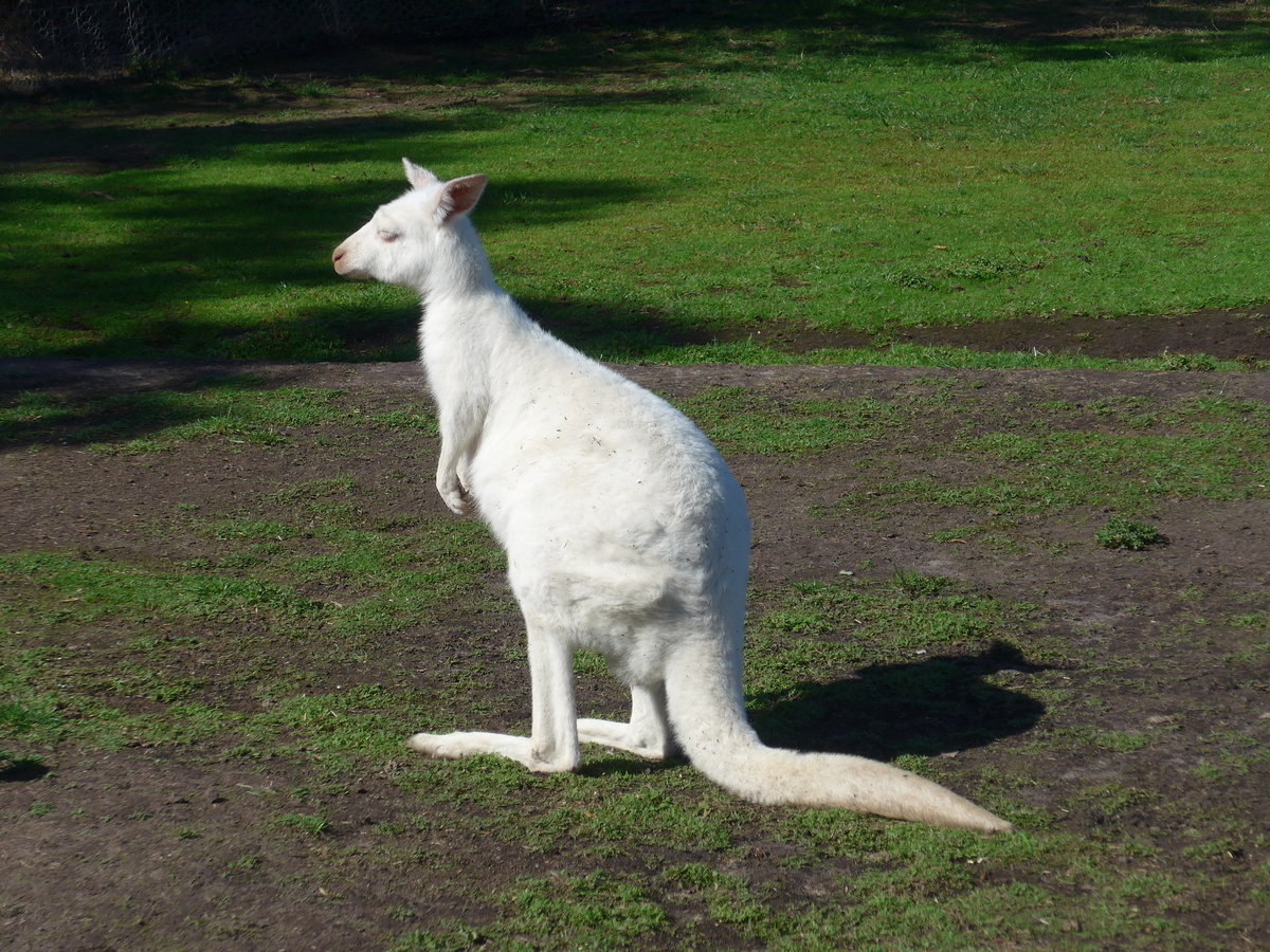 (190'272) - Weisses Knguru am 18. April 2018 im Animal Park von Grantville
