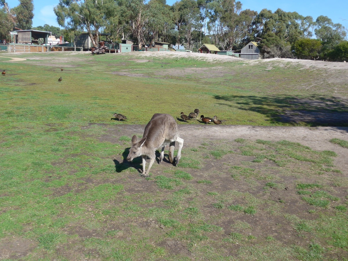 (190'282) - Knguru am 18. April 2018 im Animal Park von Grantville