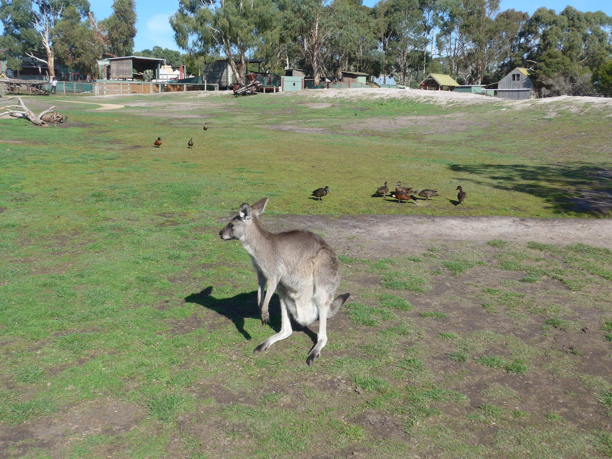 (190'283) - Knguru am 18. April 2018 im Animal Park von Grantville