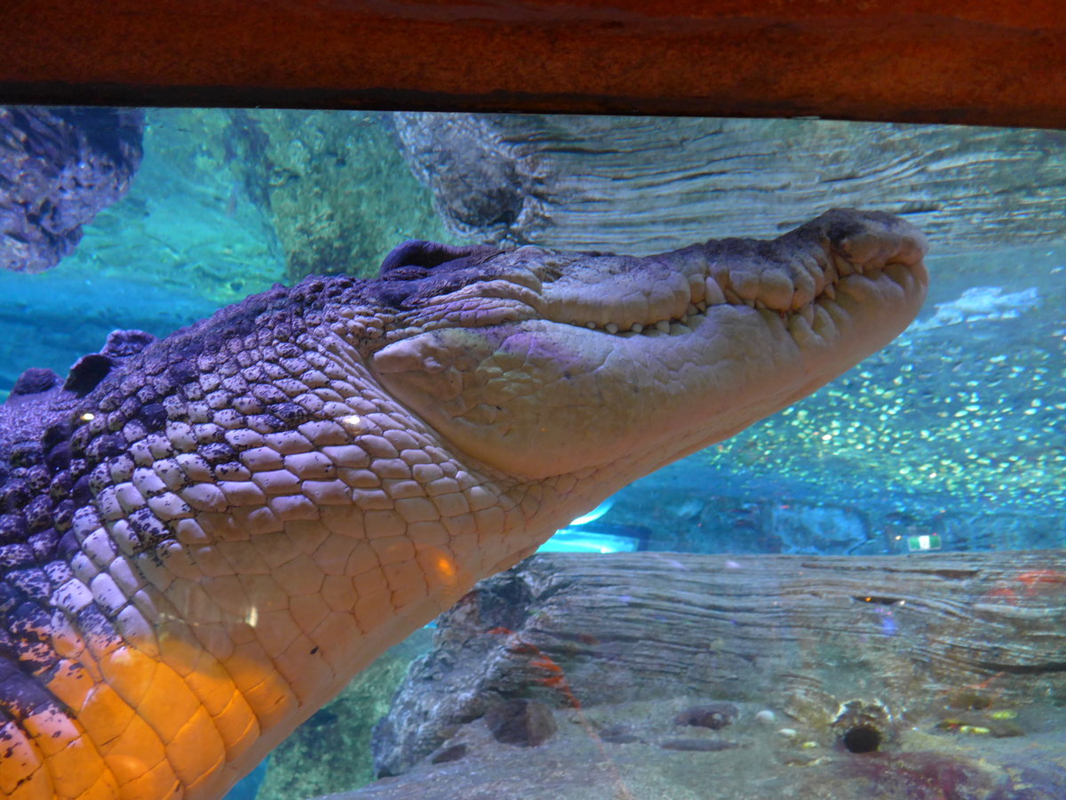 (190'500) - Krokodil (lebendig) im Sea Life am 19. April 2018 in Melbourne