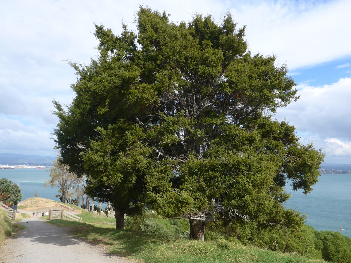 (190'678) - Baum am Mount Maunganui am 21. April 2018 bei Mauao