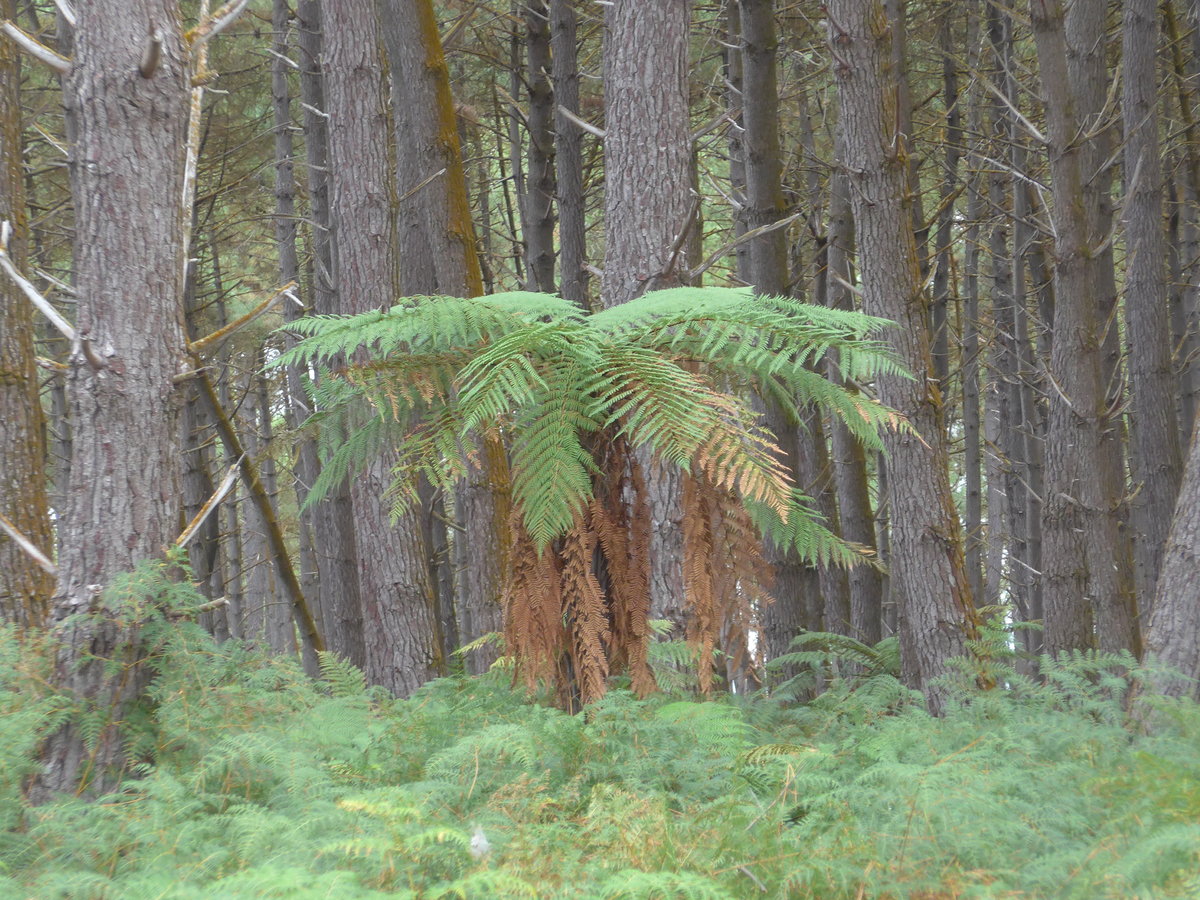 (191'082) - Im Wald im Wai-O-Tapu Thermal Wonderland am 23. April 2018 bei Rotorua