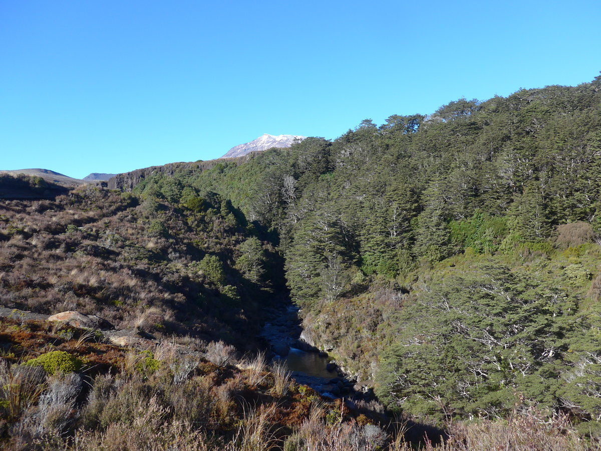 (191'328) - Wald und Bergbach im Tongariro-Nationalpark am 25. April 2018 bei Whakapapa