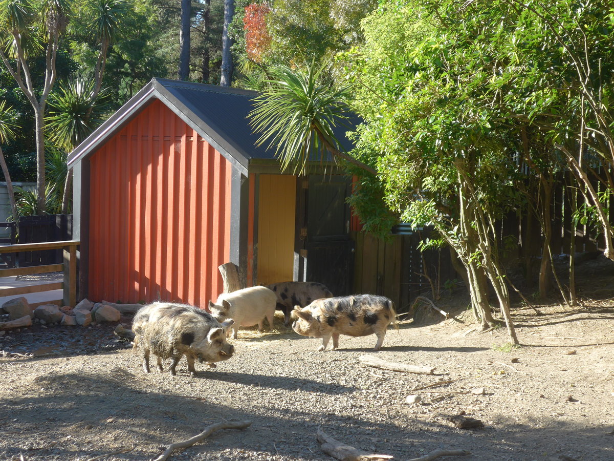 (191'467) - Drei Wildschweine am 26. April 2018 in Wellington, ZOO