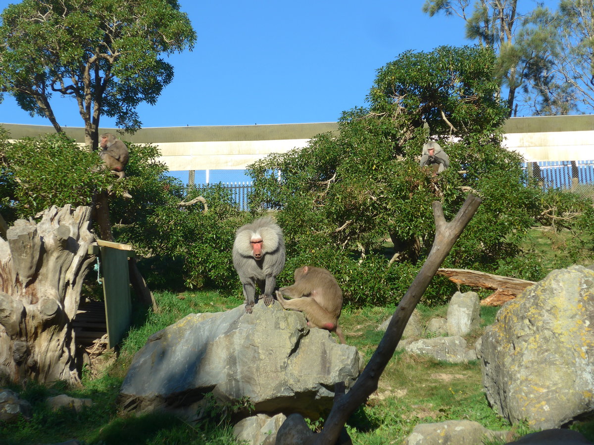 (191'514) - Vier Affen am 26. April 2018 in Wellington, ZOO